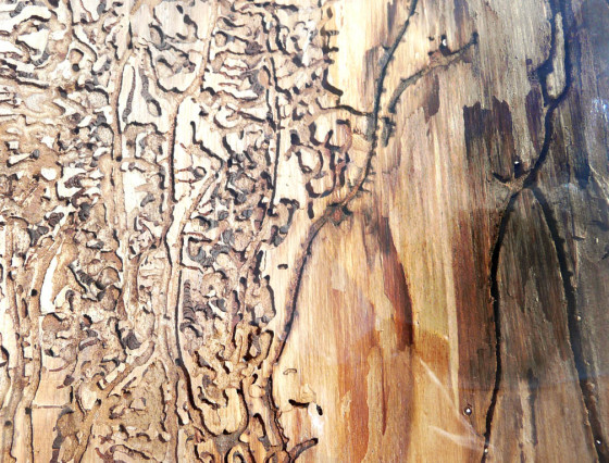 Požerek, sbírky ÚOLM.