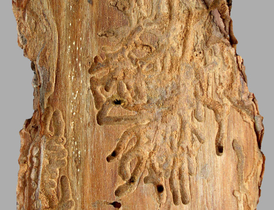 Požerek, sbírky ÚOLM.