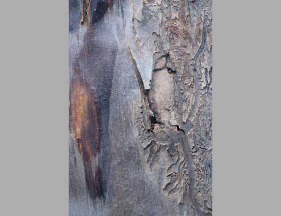 Požerek, sbírky ÚOLM.