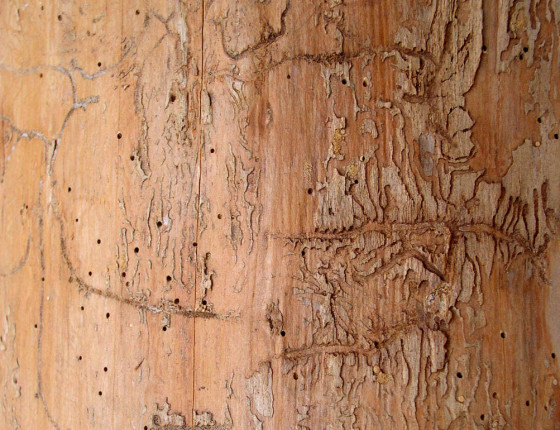 Požerek, sbírky ÚOLM.