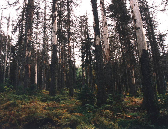 Napadený porost, Šumava 1996.