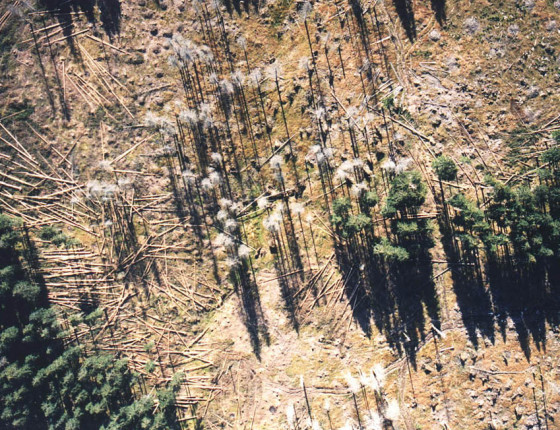 Kůrovcová kalamita, Šumava 1996.