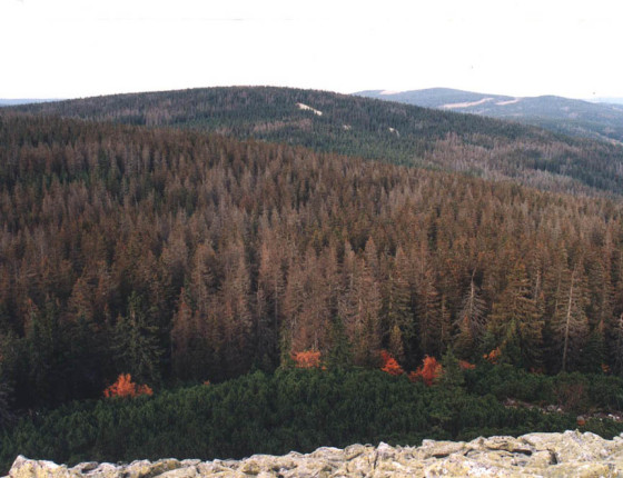 Napadené porosty, Šumava 1996.