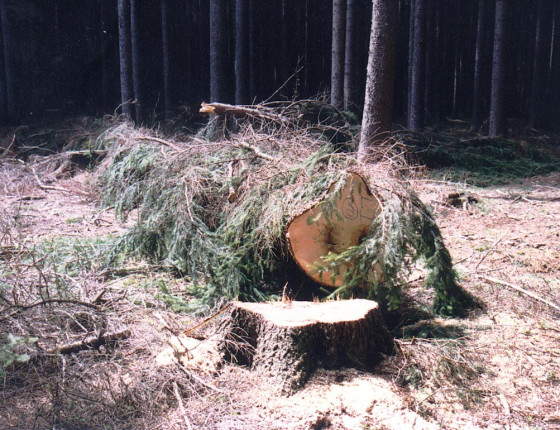 Stromový lapák, ŠLP Křtiny 2008.