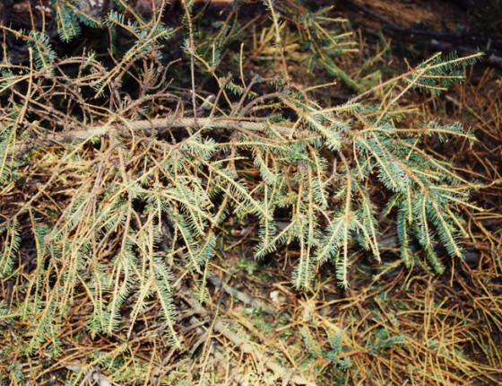 Žír housenek bekyně mnišky, Hořovice 1995.