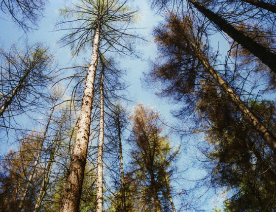 Defoliovaný porost. Hořovice 1995.