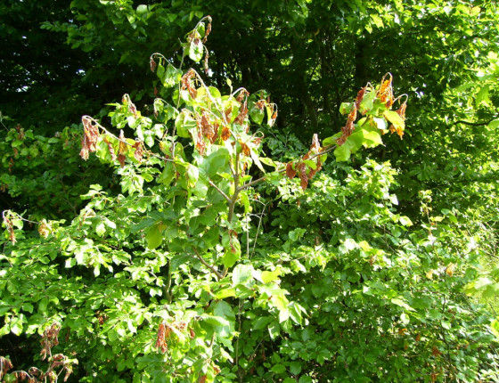 Poškození pozdním mrazem na buku, Orlické hory 2007.