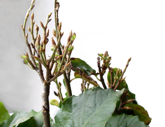 Mrazem poškozené letorosty buku, 2011.