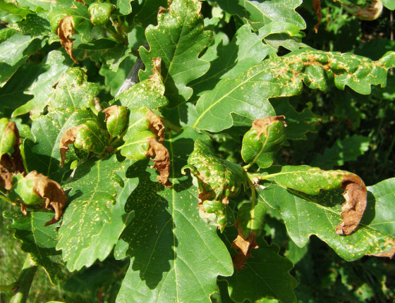 Poškození dubu pozdním mrazem, PP Baba, Brno 2011.