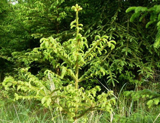 Poškození rašícího smrku pozdním mrazem, Orlické hory 2007.