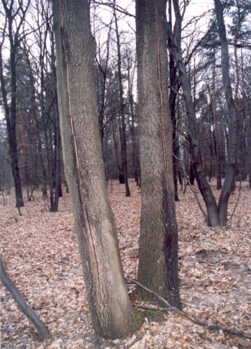Mrazové trhliny na dubu ceru, Lednicko 2005.
