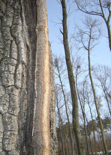 Mrazová kýla, Valtice.