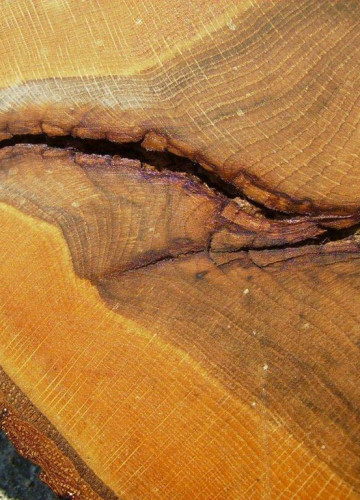 Řez mrazovou trhlinou.