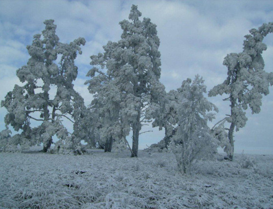 Námraza nejvíce poškozuje soliterní stromy a porostní stěnu, Mohelno 2007.