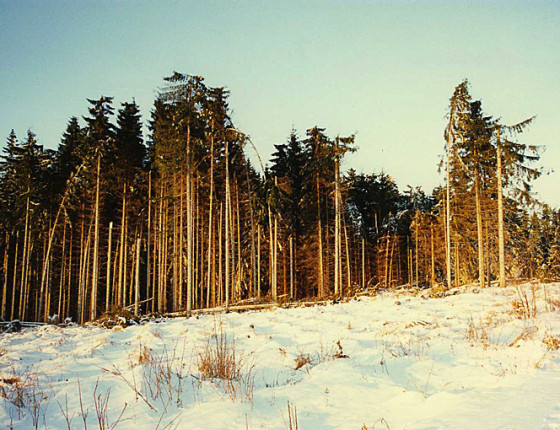 Rozlámaná porostní stěna, Žďárná 1996.