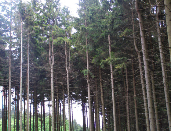 Dvojáky po námrazových zlomech, Českomoravská vrchovina 2008.