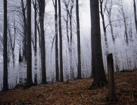 Námraza v porostu buku, ŠLP Křtiny 1997.
