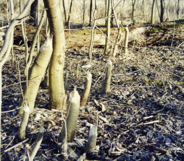 Ohryzem zničený břehový porost, Litovelské Pomoraví, 2004.