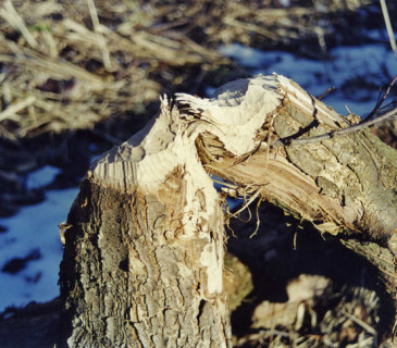Detail ohryzu, Litovelské Pomoraví, 2004.