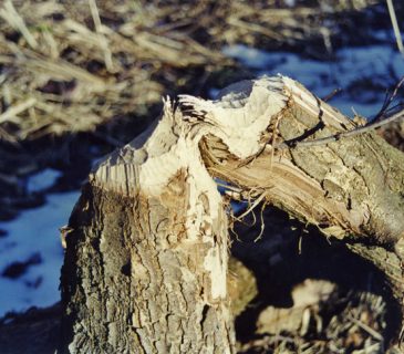 Detail ohryzu, Litovelské Pomoraví, 2004.