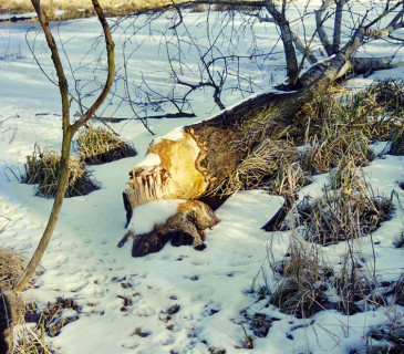Ohryz topolu bobrem, Litovelské Pomoraví, 2004.