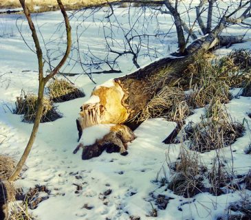 Ohryz topolu bobrem, Litovelské Pomoraví, 2004.