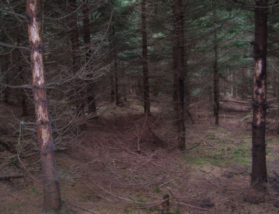 Ohryz smrku jelenem, Českomoravská vrchovina, 2006.