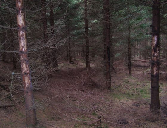 Ohryz smrku jelenem, Českomoravská vrchovina, 2006.