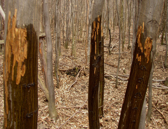 Ohryz habru jelenem, Buchlovice, 2004.