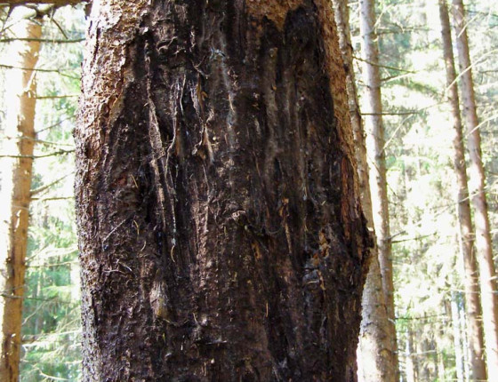 Ohryz smrku losem, střední Norsko, 2013.