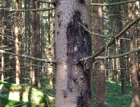 Ohryz smrku losem, střední Norsko, 2013.