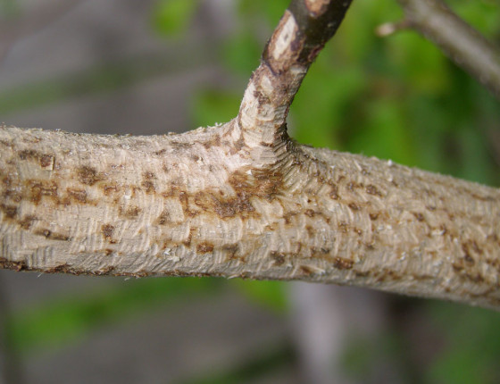 Ohryz myšicemi, Českomoravská Vrchovina, 2006.