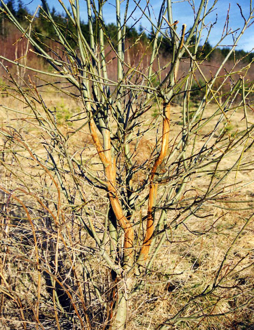 Ohryz norníkem rudým, Šumava, 1998.