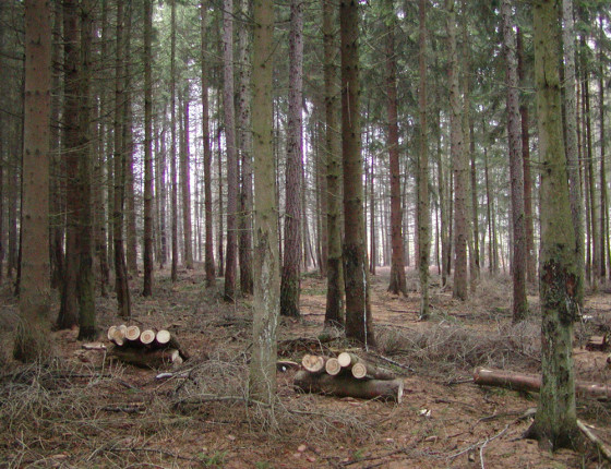 Porost po ohryzu napadený pevníkem krvavějícím, ŠLP Křtiny, 2003.
