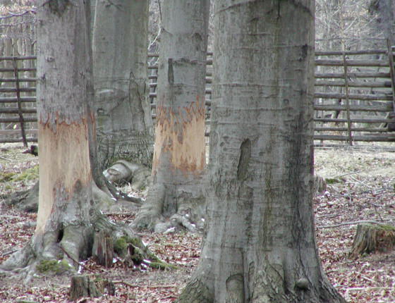 Ohryz buku jelenem sika, Plzeňsko, 2007.