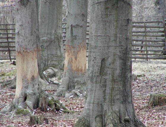 Ohryz buku jelenem sika, Plzeňsko, 2007.