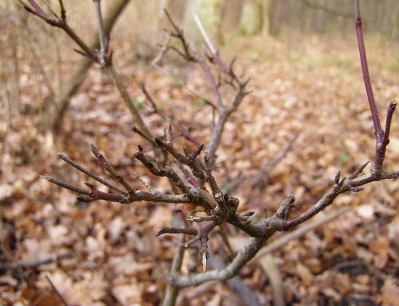 Opakovaný okus, Lednice, Horní les, 2010.