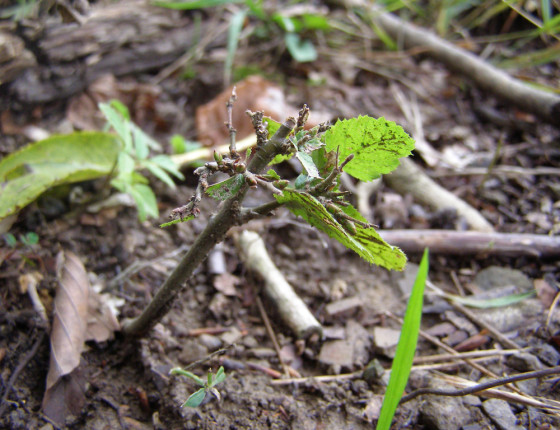 Opakovaný okus, Radějov, 2008.