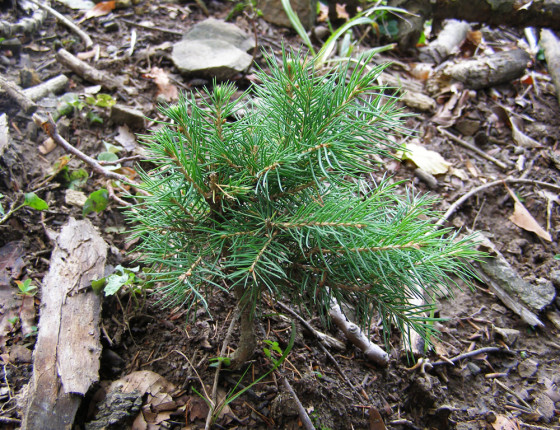 „Okusová forma“ borovice, Plzeňsko, 2007.