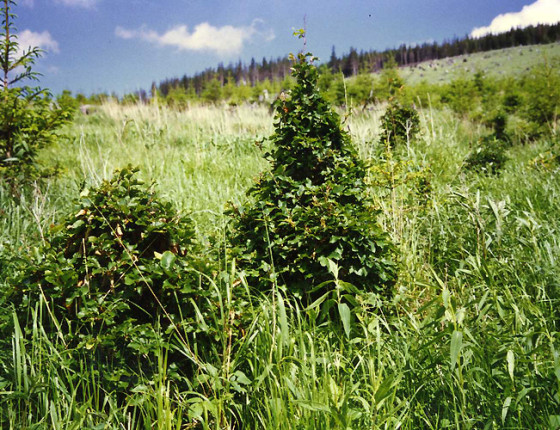 „Okusová forma“ buku, Karlovice, 1997.