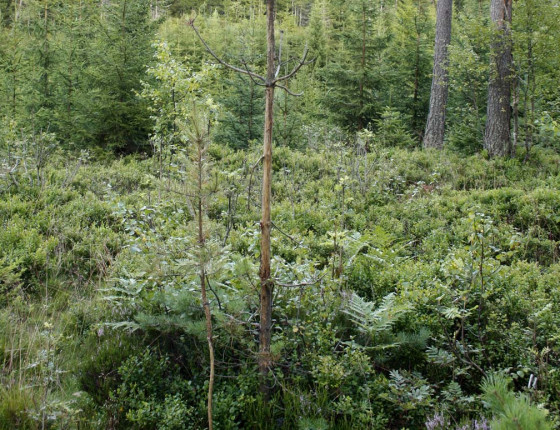 Okus losem, střední Norsko, 2013.