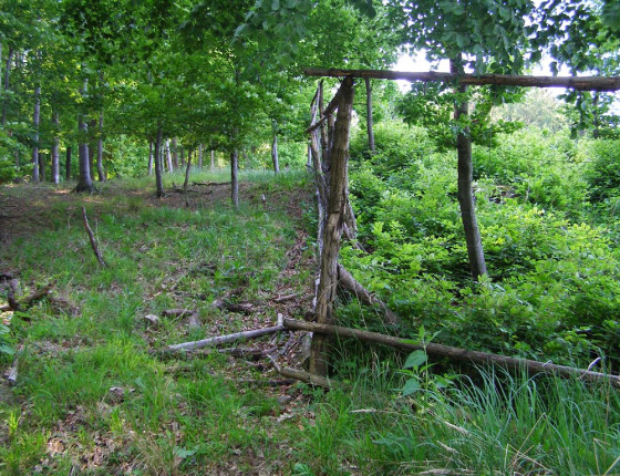 Rozdíl růstu na oplocené a neoplocené ploše, Radějov, 2008.
