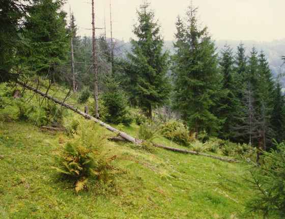 Pastva dobytka v lese, Ukrajina, 90. léta 20. století.