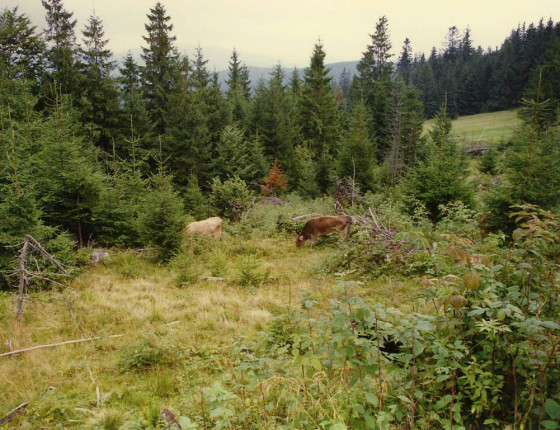 Pastva dobytka v lese, Ukrajina, 90. léta 20. století.