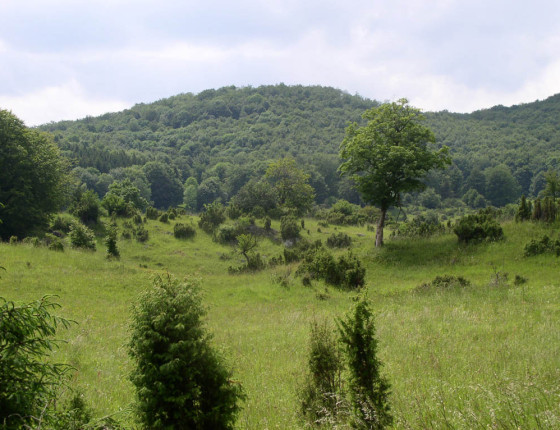 Pastva koní v lese, Maďarsko, 2003.