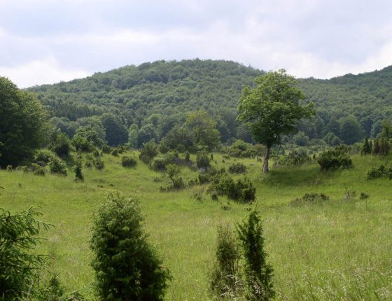 Pastva koní v lese, Maďarsko, 2003.