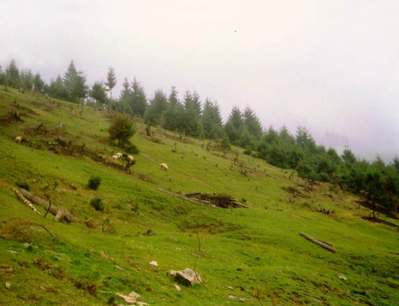 Pastva v lese, Ukrajina, 90. léta 20. století.