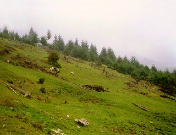 Pastva v lese, Ukrajina, 90. léta 20. století.