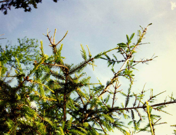 Žír housenic pilatky, Novojičínsko 1997.