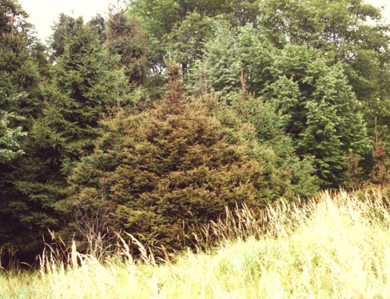 Poškozený mladý porost, Novojičínsko 1997.